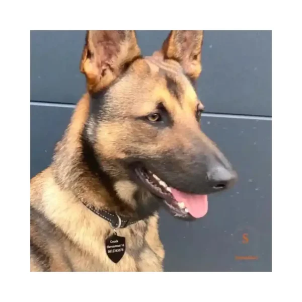 Goede hondenpenning met naam huisdier graveren Hondenpenning voor grote honden gratis graveren kleur goud, zwart en zilver
