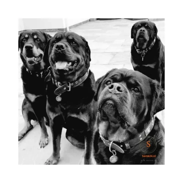 Honden penning QR code adres naam huisdier naam naamhuisdier