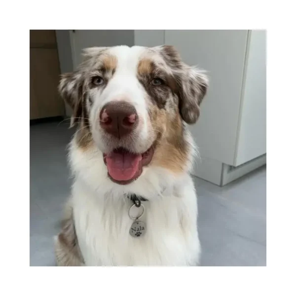 Gegraveerde Stoere hondenpenning honden penning met naam telefoonnummer