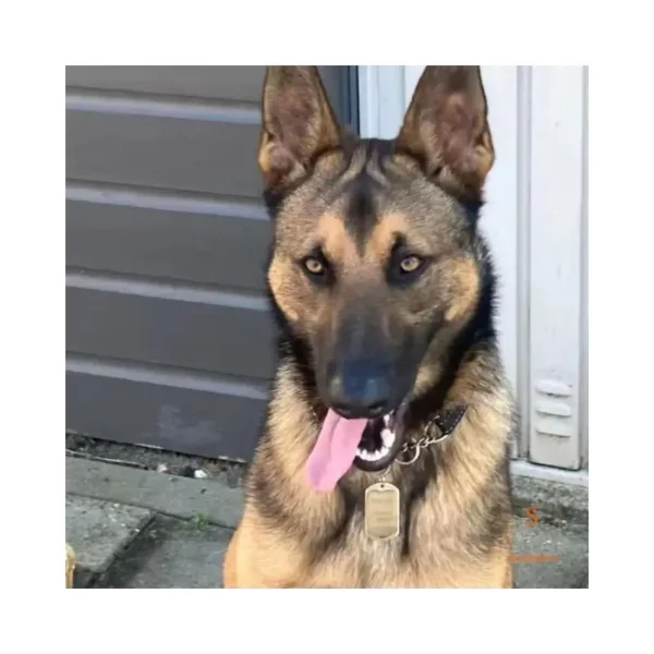 deze Titanium Dog Tag aan de voor en achterkant kan worden gegraveerd met de naam van je hond en je met je persoonlijke gegevens